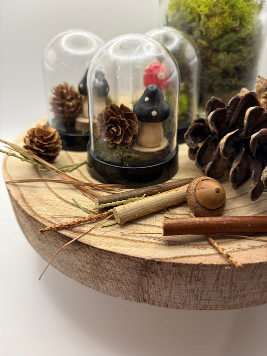 Mini Terrarium Kit