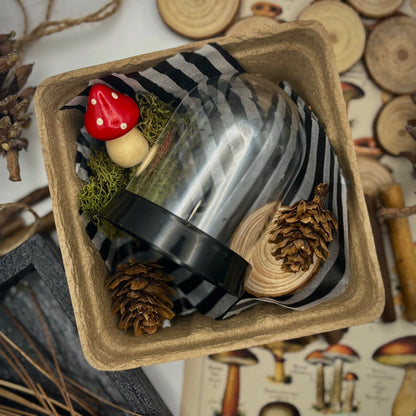 Mini Terrarium Kit