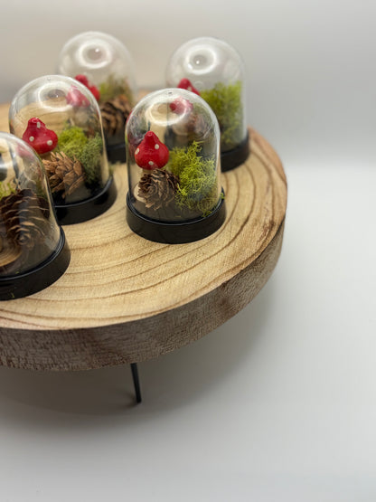 Mini Terrarium Kit